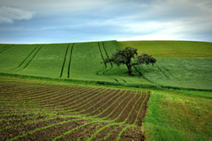 Linien in der Landwirtschaft