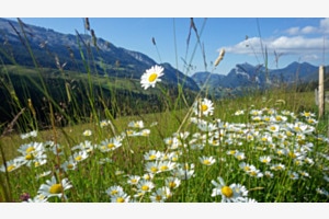 Marguerite