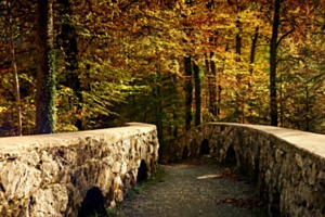 Herbstwald