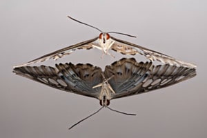 Brauner Segelfalter