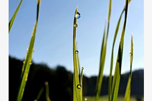 Wasserperlen