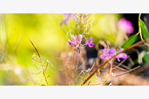 Insektenperspektive