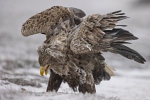 Seeadler an einem eisigen Wintermorgen