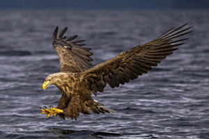Seeadler beim Fischfang Seeadler beim Fischfang