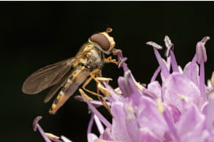 Schwebefliege