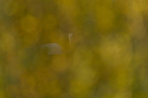 Hidden Schwan