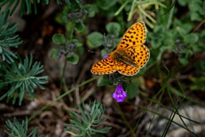 Schmetterling 