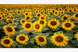 sommerlich