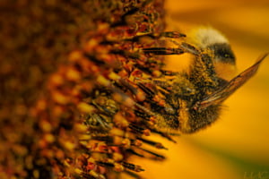 Hummel