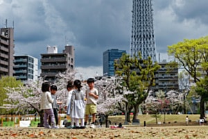 Kirschblüte in Tokio