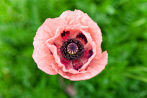 Blume