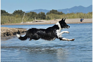 Wasserflug