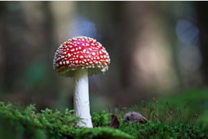 Märchenhafter Fliegenpilz Märchenhafter Fliegenpilz