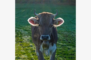 Rind im Morgenlicht