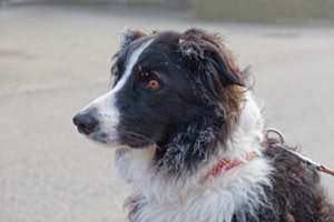 Hundeportrait 1 Hundeportrait 1
