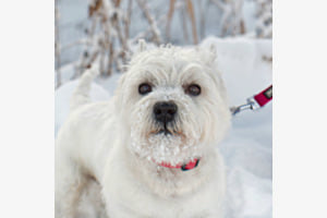 Hundeportrait 2 Hundeportrait 2
