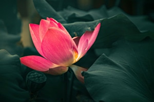 Lotus Garden