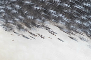 Feathers