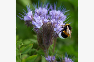 Hummel