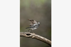 Ballerina im Absprung