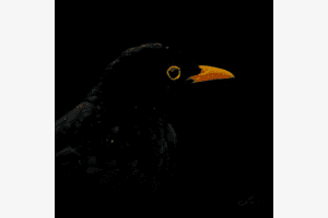 Amsel im Regen