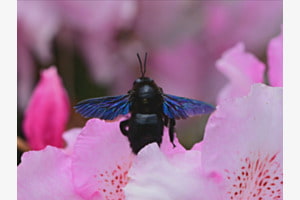Paradiesisch 