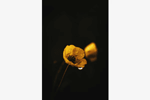Blumenliebe