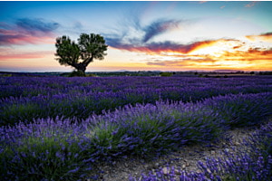 Provence Love