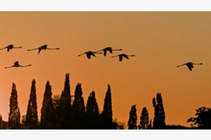 Good Night Flamingos