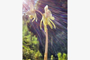 Widerbart - eine seltene Orchidee