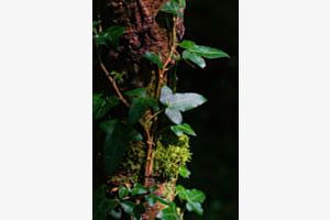 Efeu im Wald Efeu im Wald