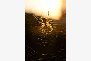 Kreuzspinne im Gegenlicht