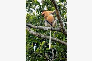 Männlicher Nasenaffe auf Borneo Männlicher Nasenaffe auf Borneo
