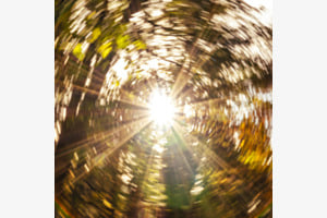 Sonne im Wald.