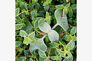 Frosty Green
