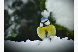 Blaumeise