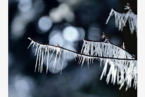 Baumschmuck