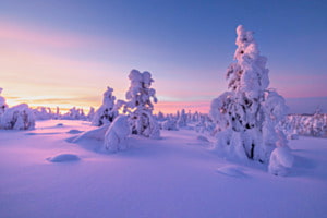 Frost