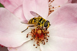 Schwebefliege
