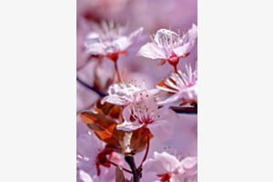 Kirschblüten
