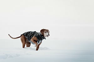 Schneenase