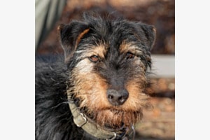 Hundeportrait 3 Hundeportrait 3