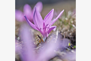 Lichtblume