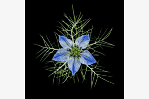 Sternenblume