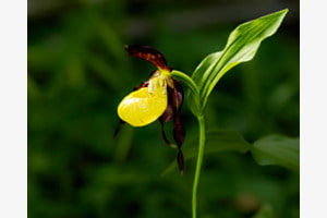gelber Frauenschuh - wilde Orchidee 