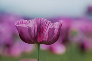 Imposante lila Schlafmohn Blüten