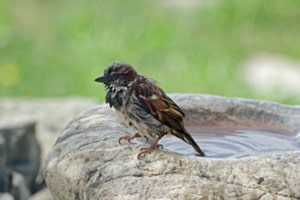 Vogelbad-Besucher Vogelbad-Besucher