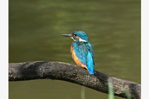 Eisvogel Eisvogel