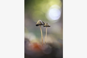 Zu zweit im Herbst