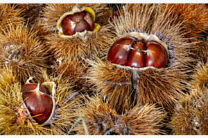 Marroni